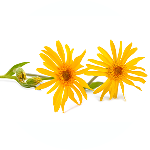 https://www.multipharma.be/dw/image/v2/BDGN_PRD/on/demandware.static/-/Library-Sites-MultipharmaSharedLibrary/fr_BE/dw599b089a/Home/Category%20Landing%20Page/MUS/arnica-rond.png