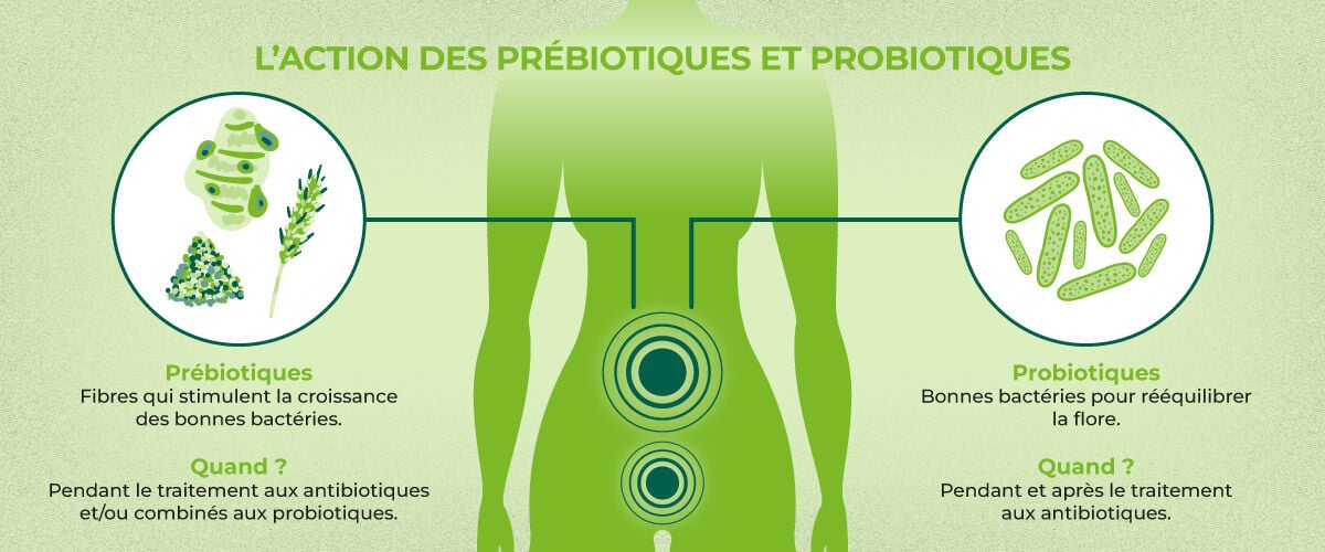 https://www.multipharma.be/dw/image/v2/BDGN_PRD/on/demandware.static/-/Library-Sites-MultipharmaSharedLibrary/fr_BE/dwd66faa9a/Blog/Seasonal-Campaigns/2025%2010%20Antibio/INFOGRAPHIE-Action-pre╠übiotiques-et-probiotiques_1200x500px-FR.jpg