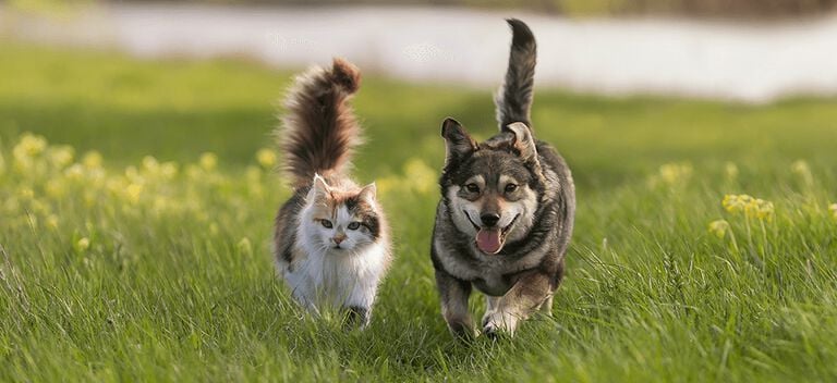 https://www.multipharma.be/dw/image/v2/BDGN_PRD/on/demandware.static/-/Library-Sites-MultipharmaSharedLibrary/fr_BE/dwf4d7c8cc/Home/Category%20Landing%20Page/Animaux/animaux-981x451.jpg?sw=768&sfrm=png