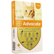 Advocate spot on sol petit chat <4kg pipet 3