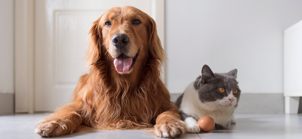 traiter puces chiens et chats